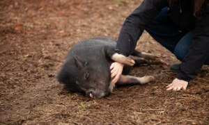 ¿Dónde dice la Biblia que no se debe comer carne de cerdo?